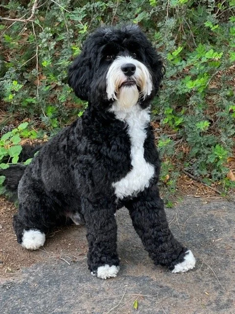 Orion — Luxe Labradoodles